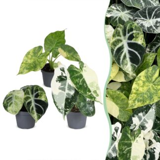 3x Baby Alocasia Tricolour Variegata - Green - Black - Variegata - Tropical - Vaso 6cm - Altezza 5-15cm