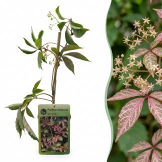 2x Parthenocissus henryana - Chinese Virginia Creeper - Green - Climber - Vaso 9cm - Altezza 35cm