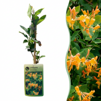 Lonicera tellmanniana - Tellmann's honeysuckle - Orange - Yellow - Climber - Vaso 9cm - Altezza 35cm