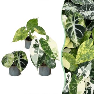 3x Baby Alocasia Tricolour Variegata - Green - Black - Variegata - Tropical - incl. Linnea Misty Blu - Vaso 6cm - Altezza 5-15cm