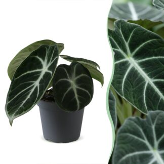Alocasia Ninja - Ninja Elephant Ear - Black - Tropical - Vaso 6cm - Altezza 10cm