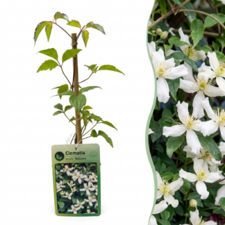 4x Clematis mont. 'Wilsonii' - Wilson's mountain clematis - Bianco - Climber - Vaso 9cm - Altezza 35cm