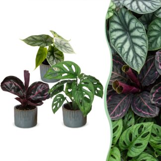 3x Baby Jungle Mix - Various colours - Tropical - incl. Linnea Misty Blu - Vaso 6cm - Altezza 10-15cm
