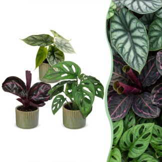 3x Baby Jungle Mix - Various colours - Tropical - incl. Linnea Olive - Vaso 6cm - Altezza 10-15cm