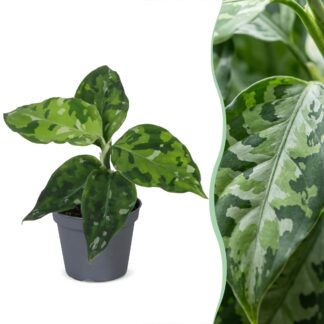 Aglaonema Pictum Tricolor - Camouflage plant - Green - Tropical - Vaso 6cm - Altezza 10cm
