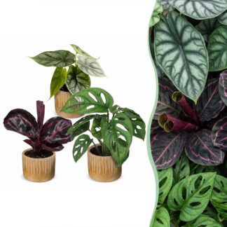 3x Baby Jungle Mix - Various colours - Tropical - incl. Linnea Honey - Vaso 6cm - Altezza 10-15cm