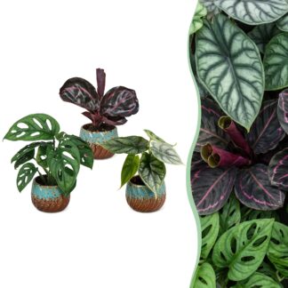 3x Baby Jungle Mix - Various colours - Tropical - incl. Copper Reef - Vaso 6cm - Altezza 10-15cm