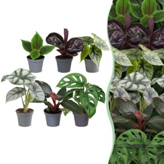 6x Baby Jungle Mix - Various colours - Tropical - Vaso 6cm - Altezza 10-15cm