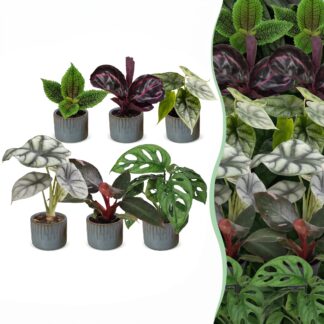 6x Baby Jungle Mix - Various colours - Tropical - incl. Linnea Misty Blu - Vaso 6cm - Altezza 10-15cm