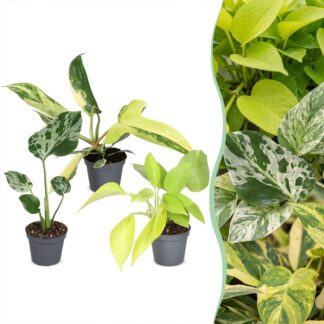 3x Baby Tropical Mix - Various colours - Tropical - Vaso 6cm - Altezza 10-15cm