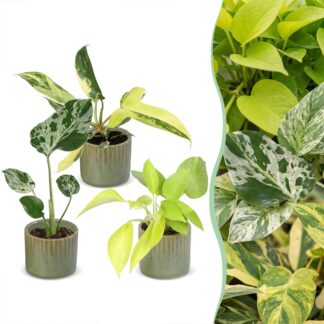 3x Baby Tropical Mix - Various colours - Tropical - incl. Linnea Olive - Vaso 6cm - Altezza 10-15cm