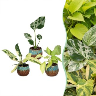 3x Baby Tropical Mix - Various colours - Tropical - incl. Copper Reef - Vaso 6cm - Altezza 10-15cm