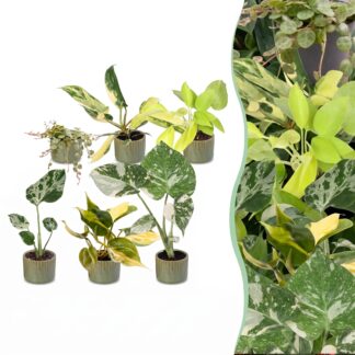 6x Baby Tropical Mix - Various colours - Tropical - incl. Linnea Olive - Vaso 6cm - Altezza 10-15cm
