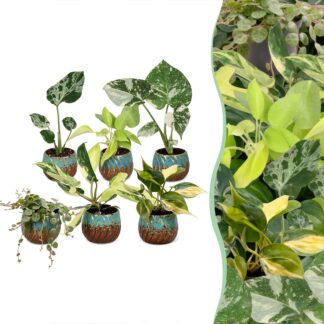 6x Baby Tropical Mix - Various colours - Tropical - incl. Copper Reef - Vaso 6cm - Altezza 10-15cm