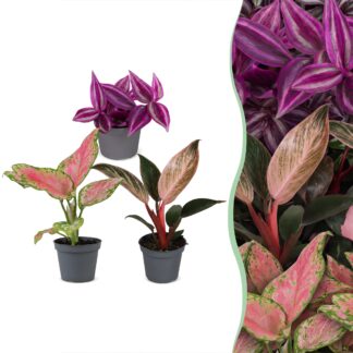 3x Baby Paradise Mix - Various colours - Tropical - Vaso 6cm - Altezza 10-15cm