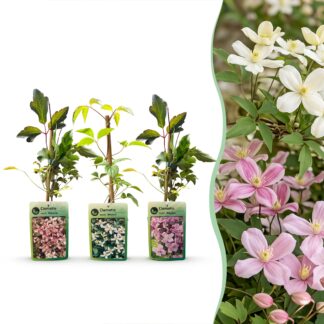 6x Clematis montana Tricolour - Mountain clematis - Bianco - Pink - Light Pink - Climber - Vaso 9cm - Altezza 35cm