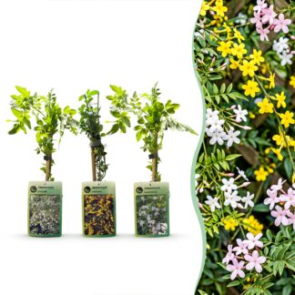 6x Jasminum Tricolour - Tricolour jasmine - Yellow - Bianco - Pink - Climber - Vaso 9cm - Altezza 35cm