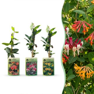 6x Lonicera Tricolour - Tricolour honeysuckle - Red - Purple - Orange - Yellow - Climber - Vaso 9cm - Altezza 35cm