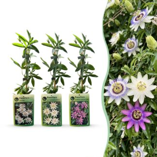 6x Passiflora Tricolour - Tricolour passion flower - Bianco - Purple - Pink - Climber - Vaso 9cm - Altezza 35cm