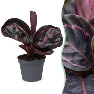 Calathea Dottie® - Rose painted calathea - Purple - Pink - Tropical - Vaso 6cm - Altezza 15cm
