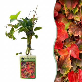 4x Parthenocissus tr. 'Veitchii Boskoop' - Boston ivy - Yellow - Green - Climber - Vaso 9cm - Altezza 35cm