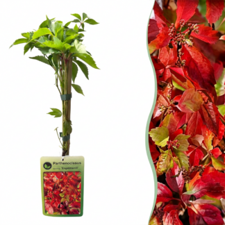 6x Parthenocissus quin. 'Engelmannii' - Engelmann ivy - Yellow - Green - Climber - Vaso 9cm - Altezza 35cm