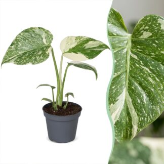 Monstera Creme Brulee - Monstera Creme Brulee - Green - Cream - Tropical - Vaso 6cm - Altezza 14cm