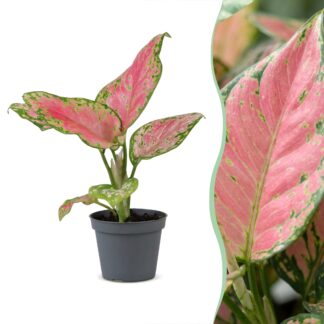 Aglaonema Red Valentine - Red Valentine Chinese Evergreen - Pink - Tropical - Vaso 6cm - Altezza 12cm