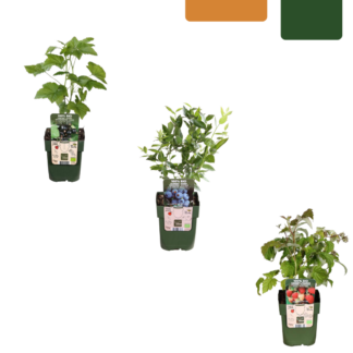 "Fruit Party" ORGANIC Fruit Plant Mix – Set of 3 Different Varieties